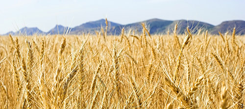 Barley3